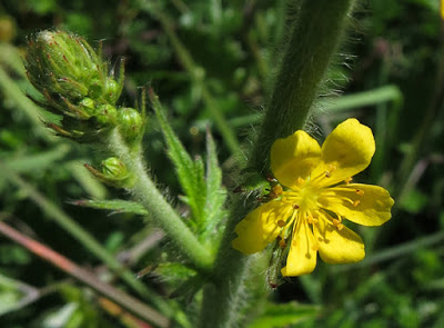 plante de jovany du 18 /01 trouvé par Martine Agrimonia%2Beupatoria%2BMontigny%2B2015-06-29%2B004%2B%25282%2529