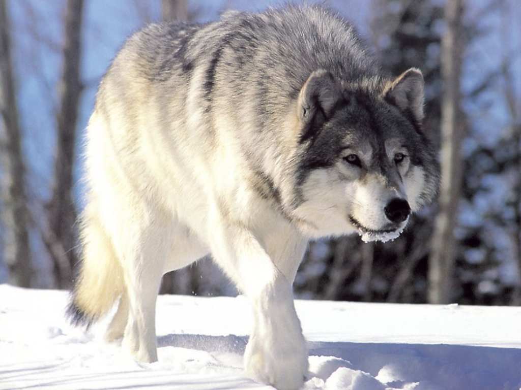 Lobo "Demônio Prateado" - O Fio da Navalha Hunting-wolf