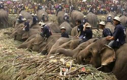 يوم الفيل التايلاندي The Elephant Day. E2