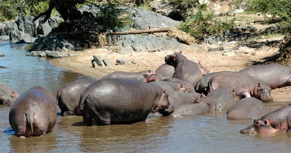 நீர் யானையை நேரில் பார்த்திருக்கிறீர்களா? Hippopotamus_6