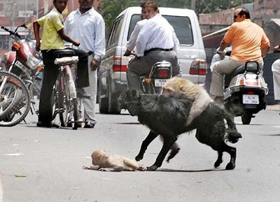 தாய்மை உணர்வு யாருக்கு சொந்தம்?  D