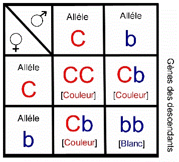 Bebe déformé  2-picture2