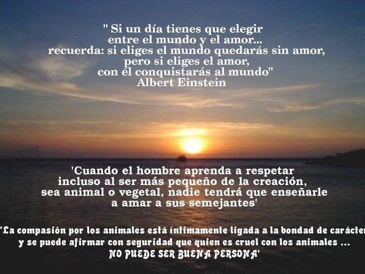 Qué hacer ante un caso de maltrato animal 311402_272687042756143_100000445493779_964825_1715690334_n%255B1%255D