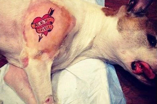 Dueño droga a su perro para poder tatuarlo Perrotatuado