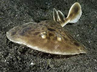 7 Hewan Dengan Kekuatan Listrik yang Mematikan Rays09-torpedo-electric-ray_17865_600x450