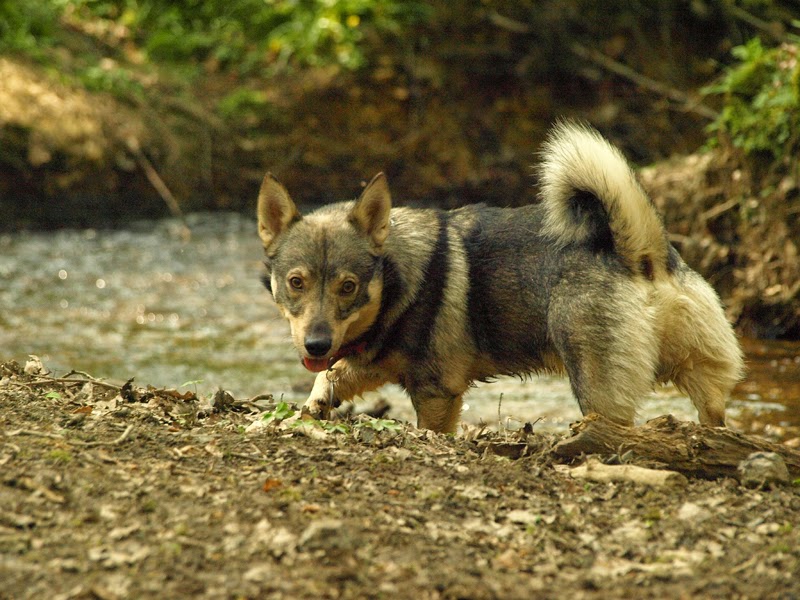 Photographie d'animaux - conseils pour devenir un pro ! - Page 18 8