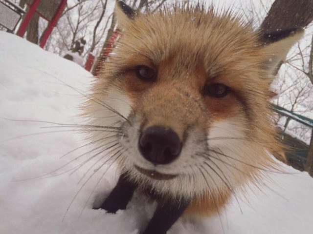 قرية الثعالب فى(اليابان) - صفحة 2 Zao-fox-village-japan-13