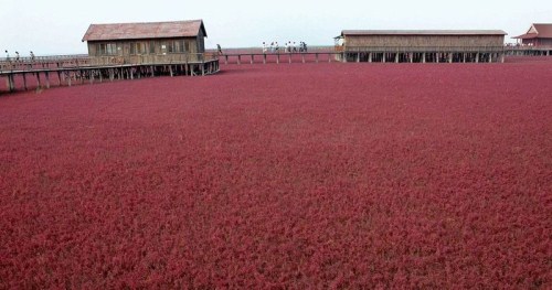 الشاطئ الأحمر بالصين Chinese-red-beach-006