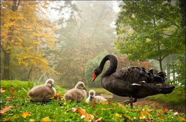  شاهد الطيور ونقول سبحان الله 24-beautiful-bird-family-by-adamec