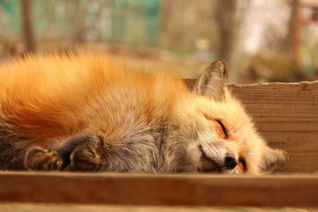 قرية الثعالب فى(اليابان) - صفحة 2 Zao-fox-village-japan-29