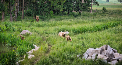Αρκούδες κόβουν... βόλτες σε πλατείες χωριών των Τρικάλων Tromaktiko