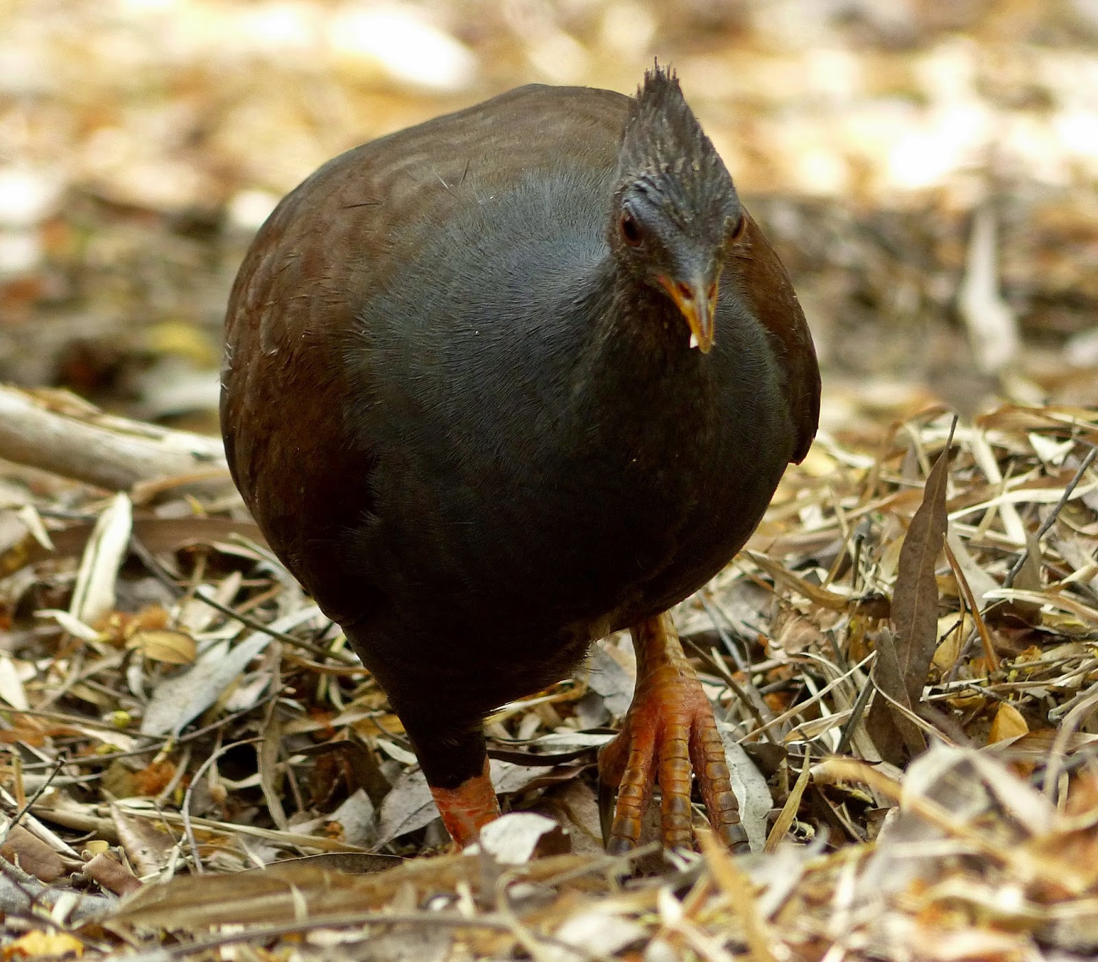 طائر الشقبانية برتقالي القدمين  Orange-footed%2BScrubfowl%2B001