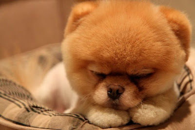 صور الكلب بوووووو ..... Boo_Pomeranian_Dog_03