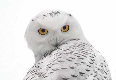 البومة الثلجية Snowy-owl-eyes