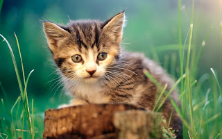 صور قطط جديده ، صور قطط صغيره ، صور قطط منوعه ، صور قطط للتصميم ، قطط ، 2011 ، 2012  Wallcate.com%20%2847%29