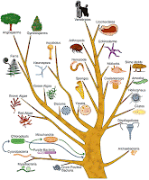 Artigos Científicos Evolutionary_tree_002