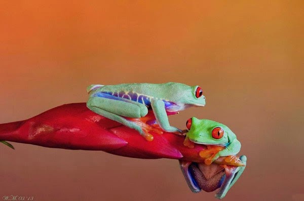  عالم الضفادع الملونة غاية في الروعة بعدسة مصورة هولندية Incredible Photographs of Colored Frogs by Dutch photographer Colored-frogs-08