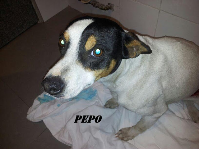 PEPO. Bodeguero en Hellin ( Albacete )(PE) PEPO