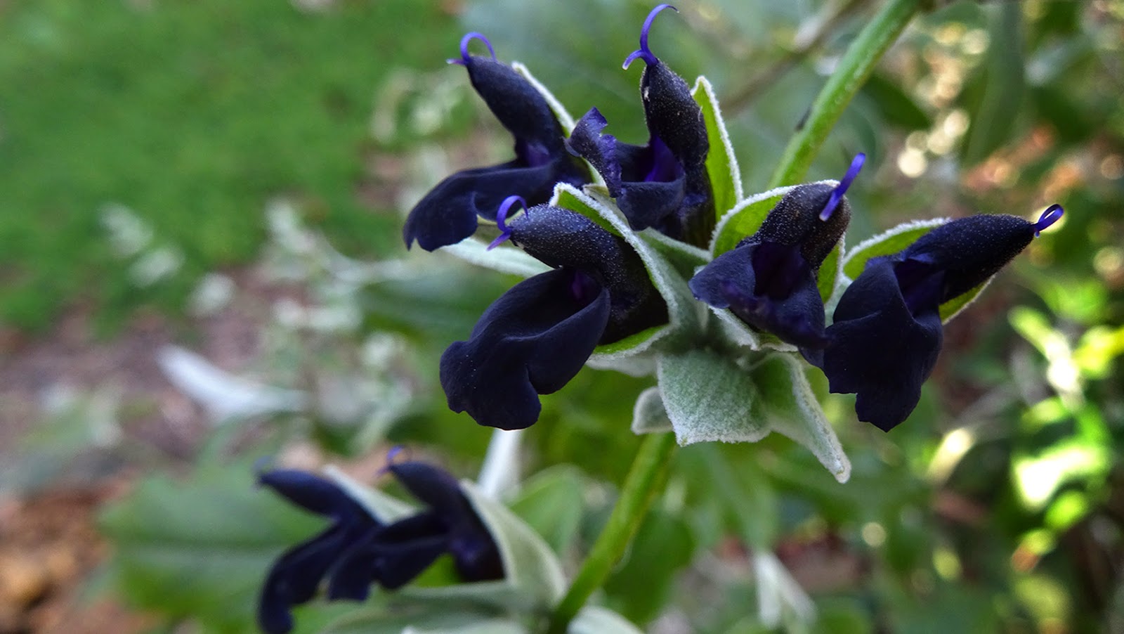 Plantes étonnantes (ou belles ou intéressantes ou marrantes ou ce que vous voulez) - Page 2 Salvia%2Bdiscolor