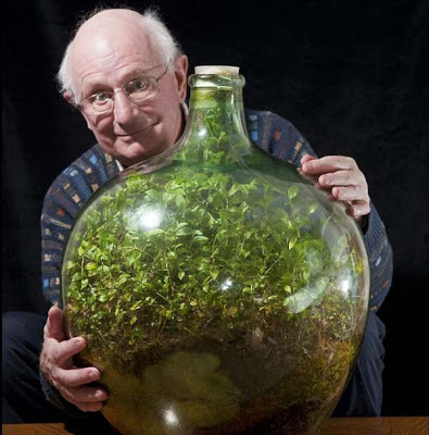 «Αθάνατο» φυτό ζει 40 χρόνια σε μπουκάλι χωρίς αέρα και νερό!   Tradescantia_Latimer1