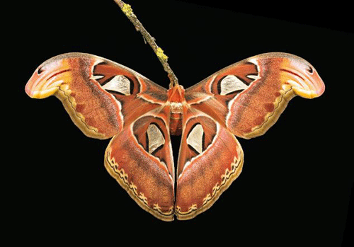 صور ستدهشك لفراشة برأس افعى Attacus-atlas-1228