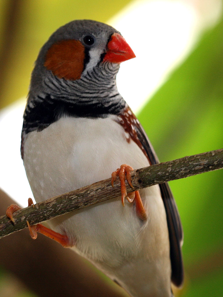 Pourquoi Patate ? - Page 17 Zebra_Finch-Bird