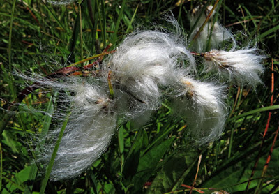 que suis je Martin 1er avril trouvé par Martine Eriophorum%2Bangustifolium%2BVosges%2B2015-07-10%2B033%2B%25281%2529