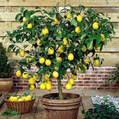 Make Bonsai which are available Citrus_lemon