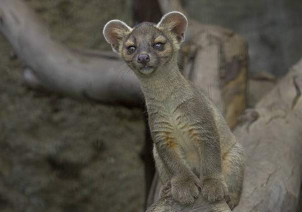 animal Martin du 27 Août trouvé par Martine Fossa