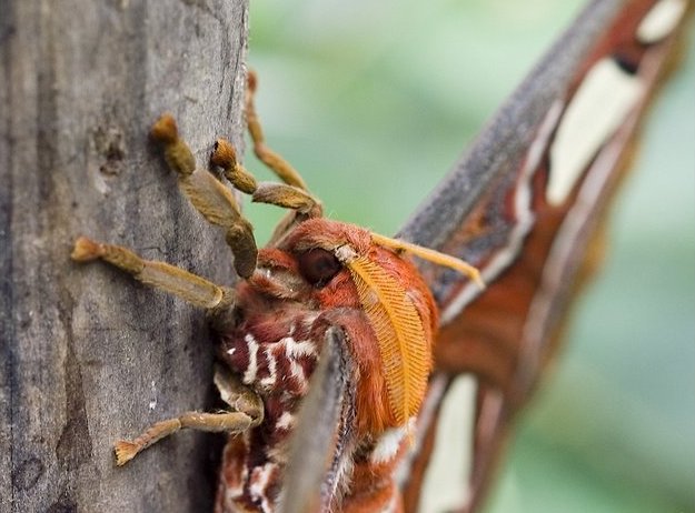 صور لاكبر فراشة في العالم  LargestButterfly-01