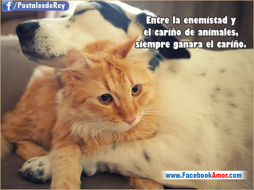 La loca de los Gatos  - Página 2 Imagenes-con-frases-de-animales