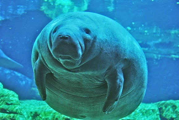 حقائق عن خروف البحر 800px-manatemar_10