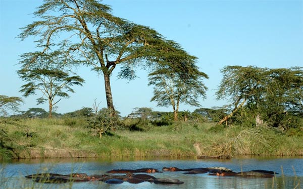 நீர் யானையை நேரில் பார்த்திருக்கிறீர்களா? Hippopotamus_17