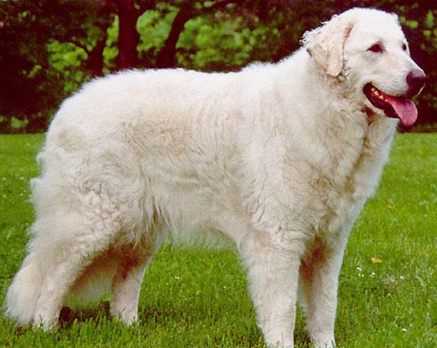 Darian Alec Bachmann Kuvasz2