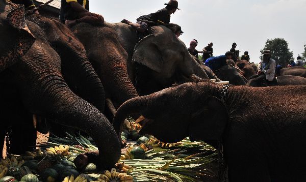 يوم الفيل التايلاندي The Elephant Day. Thailand%2BElephant%2BDay%2BPhotos%2B%25285%2529