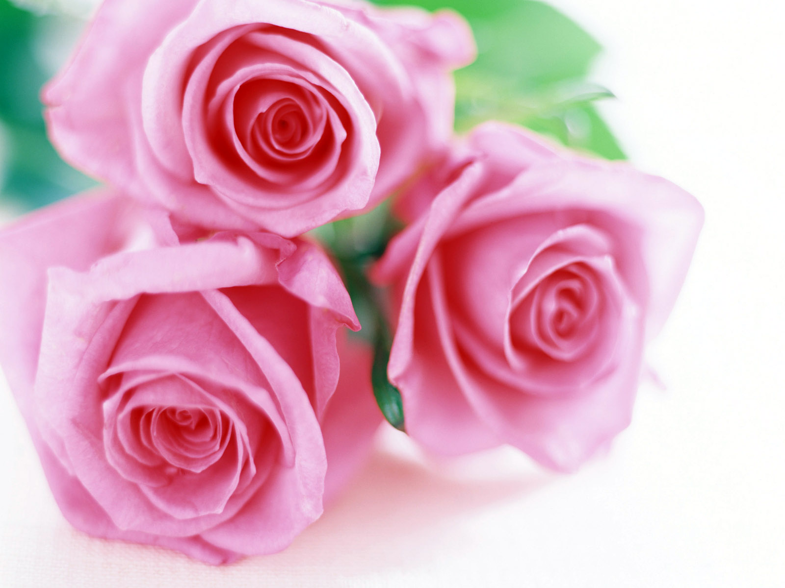 عدي من 1الى 5 واهدي وردة لمن تحبين Three_Roses_1600x1200-Roses-Flowers-Wallpapers