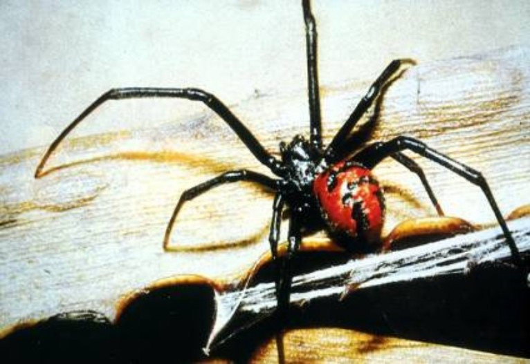 Cérebro de aranhas pequenas preenche até mesmo as suas pernas Viuva_negra