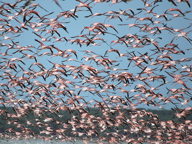 صور حيوانات رائعة جدا Flamingos%252C