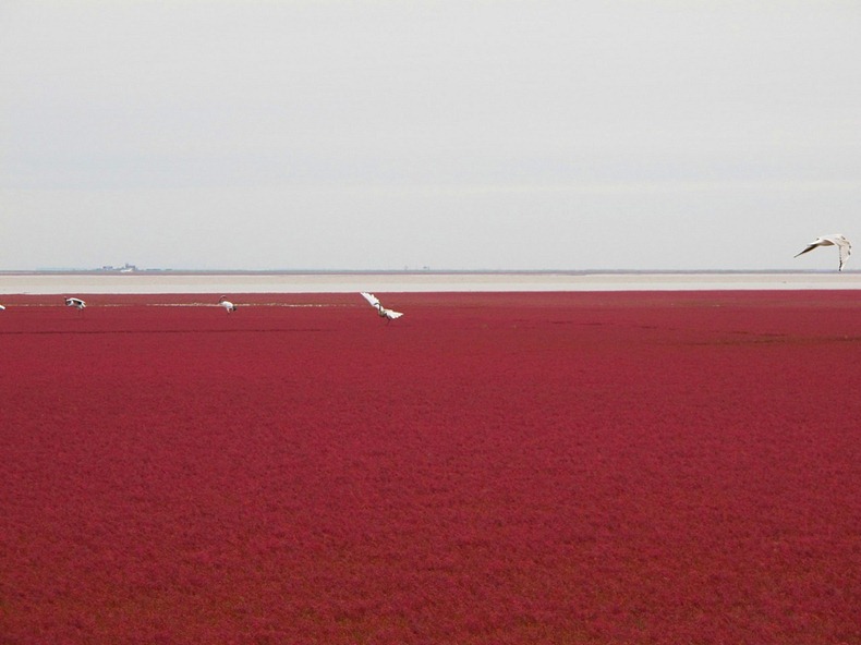 Red Beach in Panjin  Panjin-red-beach-92