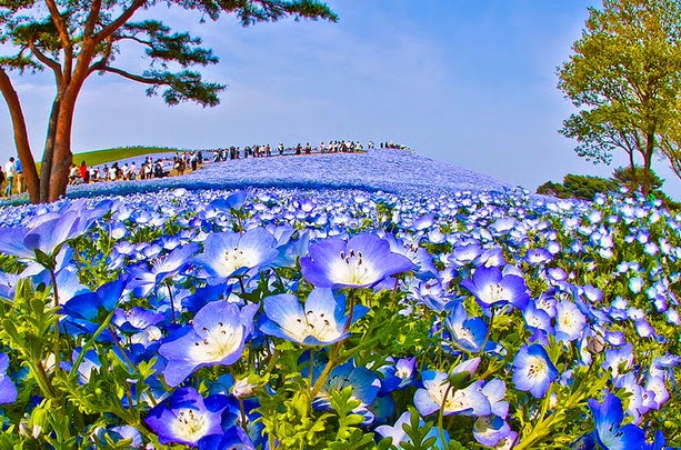 Fascinantes campos azules, no son de otro planeta son de aquí de la Tierra Azules6