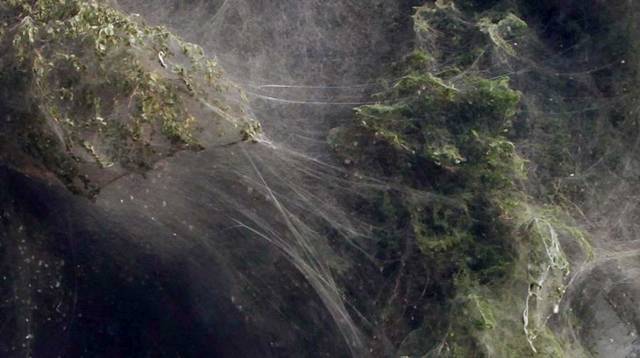 صور اشجار في باكستان تغطيها خيوط العنكبوت Spiders_Flee_004