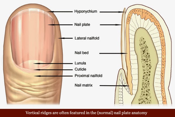 8 Health WARNINGS Your Fingernails May Be Sending Vertical-ridges-fingernails-nail-plate-anatomy