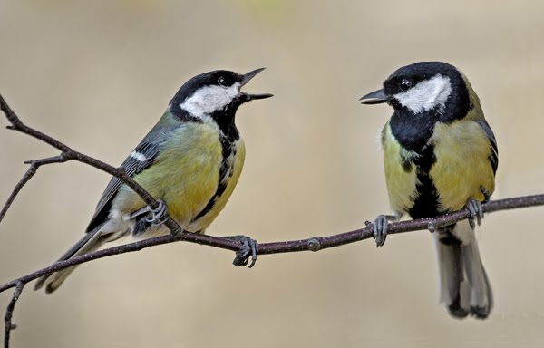 Now that Ambler is gone I can show my tits Great-tit-male-female-nepal