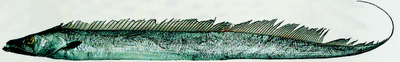 TRICHIURUS LEPTURUS "pez sable" PEZ%2BSABLE