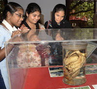 தேங்காய் நண்டின் சோக சரித்திரம் : அறிந்து கொள்ளுங்கள்.! 15THMUSEUM_837111f