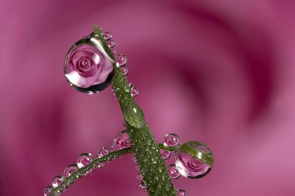 زهرات... بعيون قطرات الندى Flowers-in-Water-Drops-Photos-3