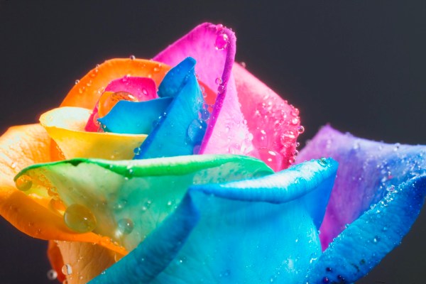 خلفيات قوس قزح للتصميم الوان قوس قزح خلفيات Rainbow-Roses-8