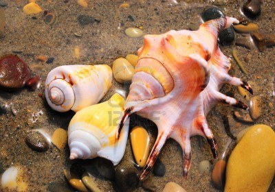 تعرف على سبب سماع صوت البحر في القواقع 3602624-closeup-of-three-colored-sea-shells-over-wet-sand