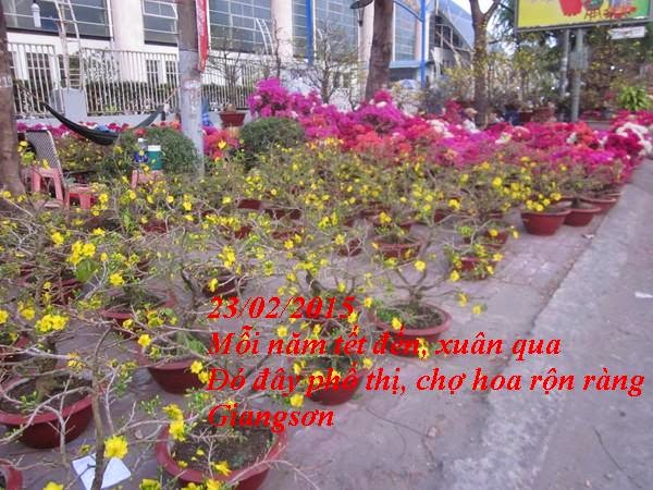  23/02/2015 {KÝ ỨC}: CHỢ HOA DỊP TẾT Copy%2Bof%2B14%2B%28Copy%29