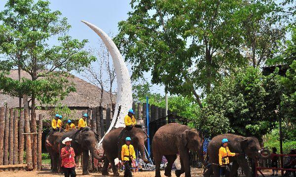 يوم الفيل التايلاندي The Elephant Day. Thailand%2BElephant%2BDay%2BPhotos%2B%25287%2529